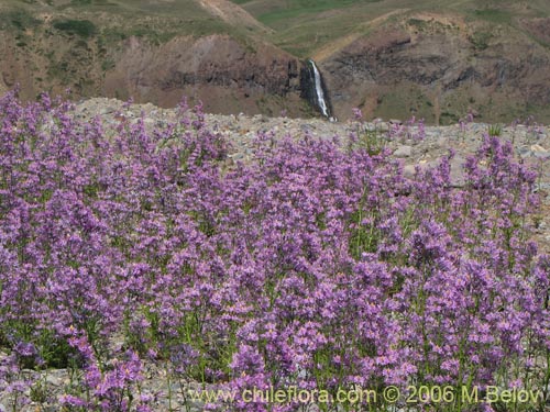 Schizanthus hookeriiの写真