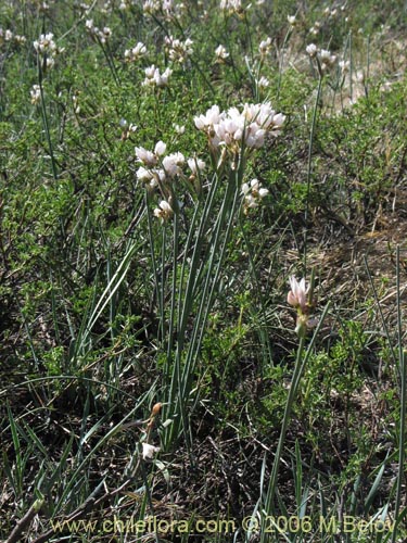Sisyrinchium junceum ssp. junceum의 사진