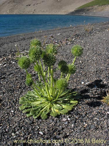 Calycera herbacea의 사진