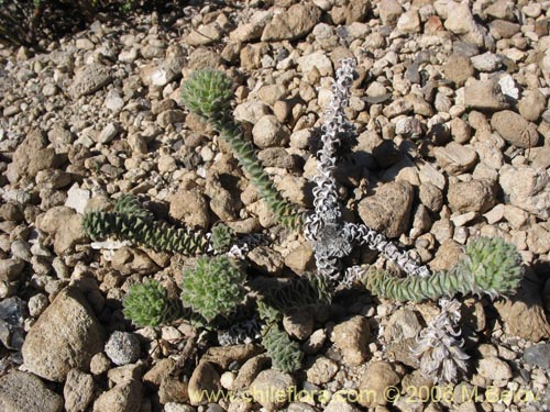 Image of Nassauvia revoluta (Nassauvia). Click to enlarge parts of image.