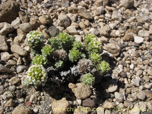 Bild von Nassauvia lagascae (Repollito / Nassauvia pigmea). Klicken Sie, um den Ausschnitt zu vergrössern.