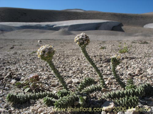 Image of Nassauvia revoluta (Nassauvia). Click to enlarge parts of image.