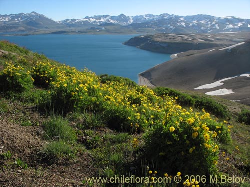 Image of Ranunculus peduncularis var. erodiifolius (Botón de oro / Centella). Click to enlarge parts of image.