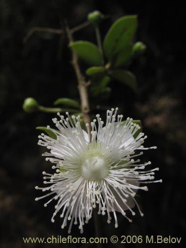 Image of Luma apiculata (Arrayan / Palo colorado). Click to enlarge parts of image.