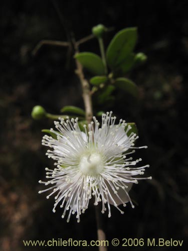 Image of Luma apiculata (Arrayan / Palo colorado). Click to enlarge parts of image.