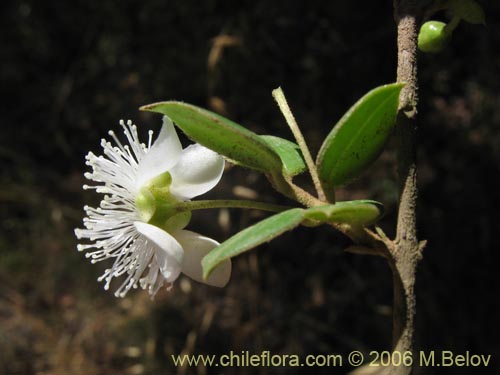 Image of Luma apiculata (Arrayan / Palo colorado). Click to enlarge parts of image.