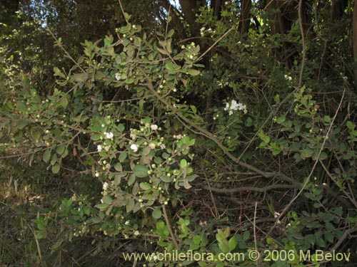 Image of Luma apiculata (Arrayan / Palo colorado). Click to enlarge parts of image.
