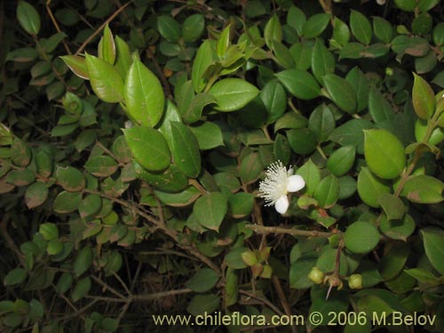 Image of Luma apiculata (Arrayan / Palo colorado). Click to enlarge parts of image.