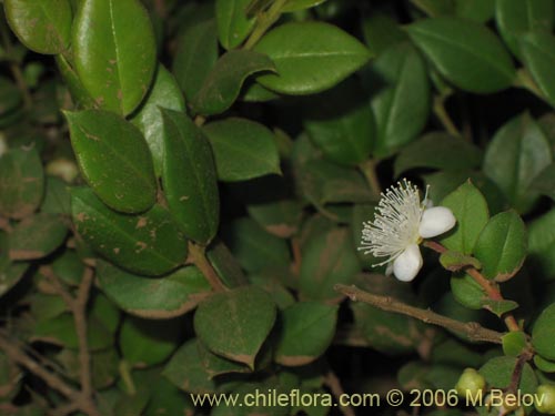 Image of Luma apiculata (Arrayan / Palo colorado). Click to enlarge parts of image.