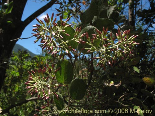 Bild von Proustia pyrifolia (Tola blanca). Klicken Sie, um den Ausschnitt zu vergrössern.