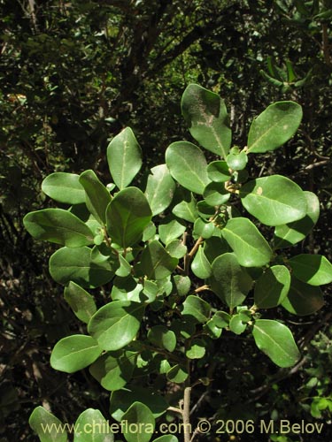 Image of Azara lanceolata (Aromo). Click to enlarge parts of image.