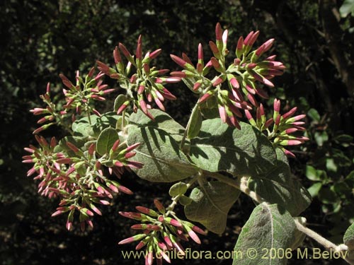 Imágen de Proustia pyrifolia (Tola blanca). Haga un clic para aumentar parte de imágen.