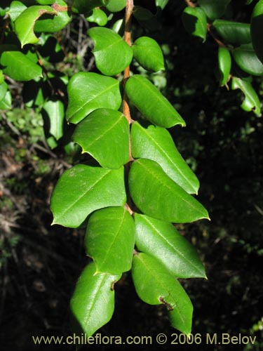 Image of Luma apiculata (Arrayan / Palo colorado). Click to enlarge parts of image.