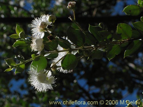 Image of Luma apiculata (Arrayan / Palo colorado). Click to enlarge parts of image.