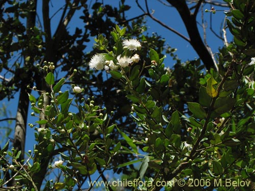 Image of Luma apiculata (Arrayan / Palo colorado). Click to enlarge parts of image.