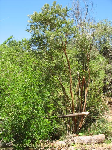 Image of Luma apiculata (Arrayan / Palo colorado). Click to enlarge parts of image.
