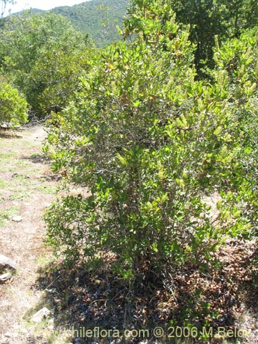 Escallonia pulverulentaの写真