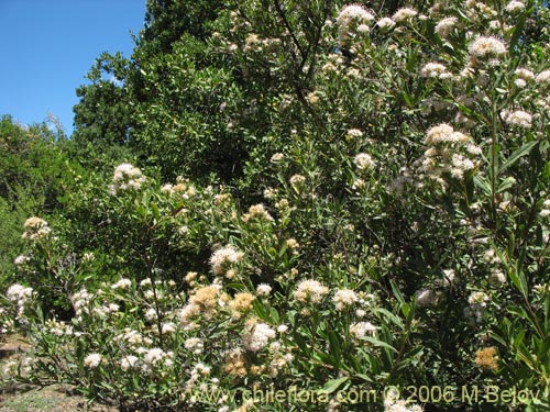 Bild von Gochnatia foliolosa (Mira-mira). Klicken Sie, um den Ausschnitt zu vergrössern.