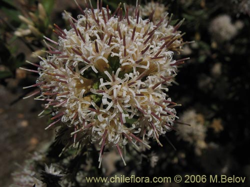 Bild von Gochnatia foliolosa (Mira-mira). Klicken Sie, um den Ausschnitt zu vergrössern.