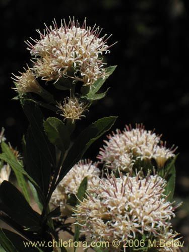 Bild von Gochnatia foliolosa (Mira-mira). Klicken Sie, um den Ausschnitt zu vergrössern.