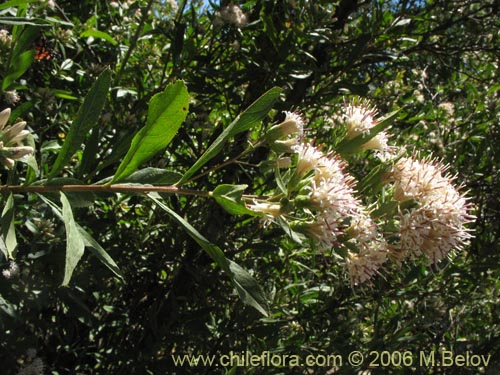 Bild von Gochnatia foliolosa (Mira-mira). Klicken Sie, um den Ausschnitt zu vergrössern.