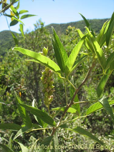 Image of Psoralea glandulosa (Culén / Cule). Click to enlarge parts of image.