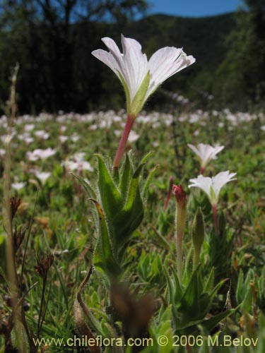 Image of Epilobium sp. #0383 (Epilobio). Click to enlarge parts of image.