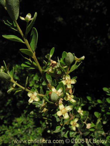 Image of Myrceugenia ovata var. nannophylla (Myrceugenia de hojas chicas). Click to enlarge parts of image.