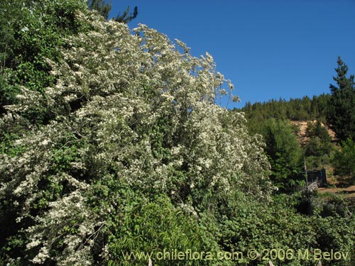 Image of Luma apiculata (Arrayan / Palo colorado). Click to enlarge parts of image.
