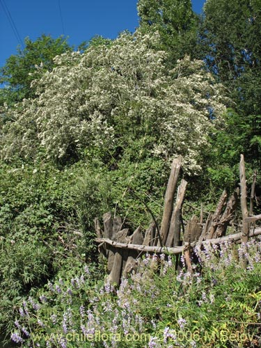 Image of Luma apiculata (Arrayan / Palo colorado). Click to enlarge parts of image.
