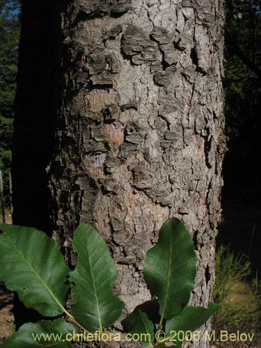 Image of Nothofagus macrocarpa (Roble de Santiago). Click to enlarge parts of image.
