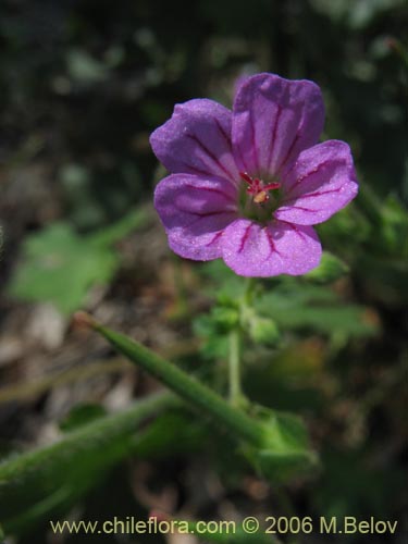 Image of Geranium core-core (Geranium core-core). Click to enlarge parts of image.