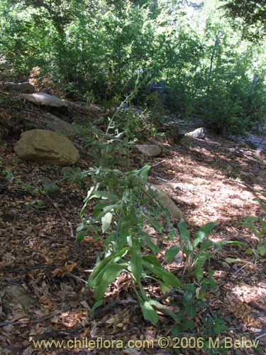 Image of Cynoglossum creticum (Trupa / Garrapatilla). Click to enlarge parts of image.