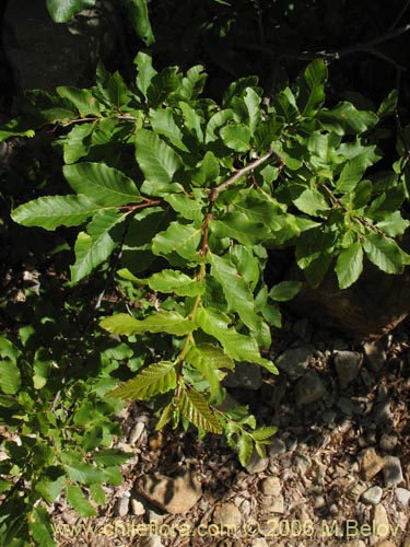 Image of Nothofagus macrocarpa (Roble de Santiago). Click to enlarge parts of image.