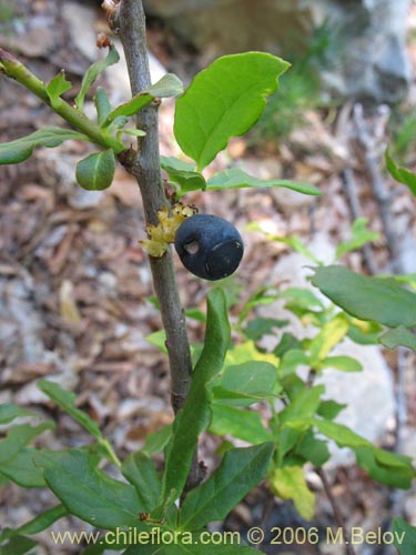 Bild von Myoschilos oblongum (Orocoipo / Codocoipo). Klicken Sie, um den Ausschnitt zu vergrössern.