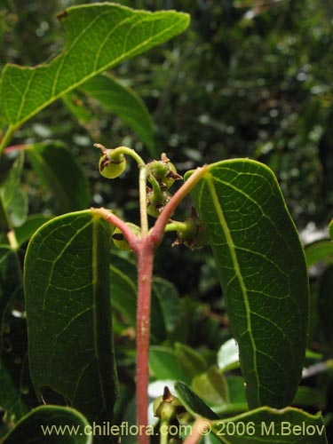 Aristotelia chilensis的照片