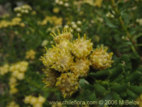 Image of Baccharis (baccharis). Click to enlarge parts of image.