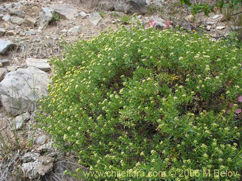 Image of Baccharis (baccharis). Click to enlarge parts of image.