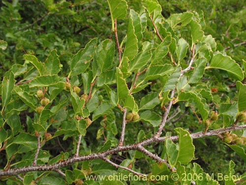 Image of Nothofagus macrocarpa (Roble de Santiago). Click to enlarge parts of image.