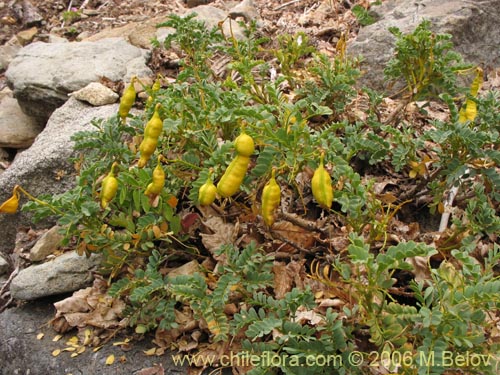 Image of Senna arnottiana (Quebracho / Alcaparra / Tara). Click to enlarge parts of image.