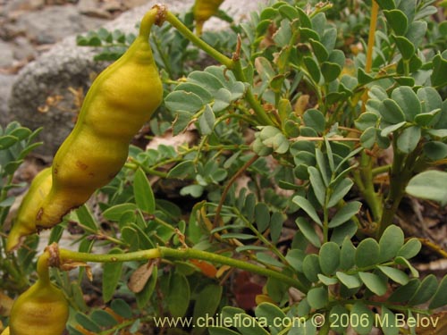 Image of Senna arnottiana (Quebracho / Alcaparra / Tara). Click to enlarge parts of image.