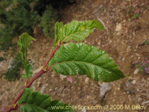 Image of Nothofagus macrocarpa (Roble de Santiago). Click to enlarge parts of image.