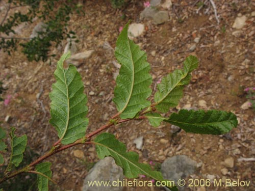 Image of Nothofagus macrocarpa (Roble de Santiago). Click to enlarge parts of image.