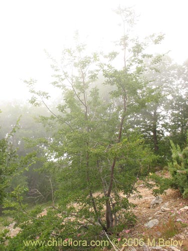 Image of Nothofagus macrocarpa (Roble de Santiago). Click to enlarge parts of image.