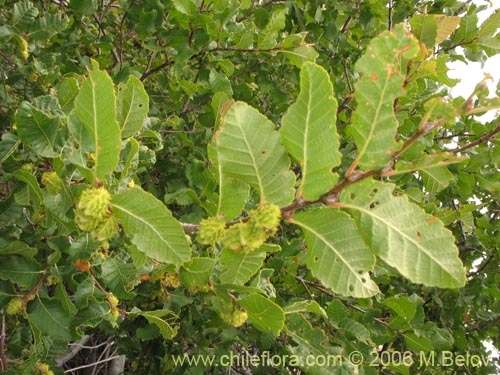 Image of Nothofagus macrocarpa (Roble de Santiago). Click to enlarge parts of image.