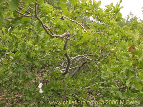 Image of Nothofagus macrocarpa (Roble de Santiago). Click to enlarge parts of image.