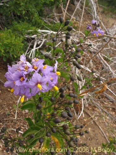 Bild von Solanum pyrrhocarpum (). Klicken Sie, um den Ausschnitt zu vergrössern.