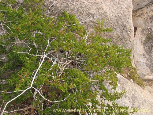 Image of Nothofagus antarctica (irre). Click to enlarge parts of image.