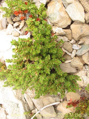 Bild von Gaultheria pumila (Chaura). Klicken Sie, um den Ausschnitt zu vergrössern.