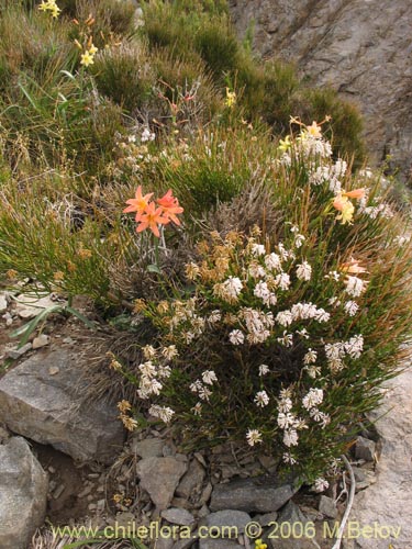 Imágen de Diostea juncea (Retama o retamo (de cordillera)). Haga un clic para aumentar parte de imágen.